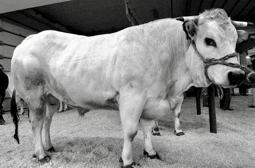 Fiera del Bue Grasso di Carrù: tradizione, gusto e orgoglio piemontese Fiera del Bue Grasso di Carrù: tradizione, gusto e orgoglio piemontese