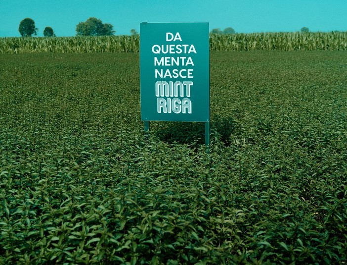 Mintriga: tutte le declinazioni della menta Mintriga: tutte le declinazioni della menta