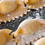 Bosconero porta in tavola l'agnolotto, simbolo della cucina piemontese Bosconero porta in tavola l'agnolotto, simbolo della cucina piemontese
