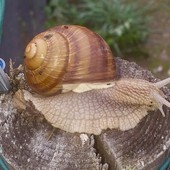 Si fa presto a dire “Lumaca di Borgo”: un giovane alle prese con una sfida complessa