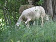 Le pecore brucano l'erba in un campo
