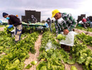 In Piemonte previste 80mila assunzioni di lavori stranieri: trainano costruzioni, agricoltura e servizi In Piemonte previste 80mila assunzioni di lavori stranieri: trainano costruzioni, agricoltura e servizi