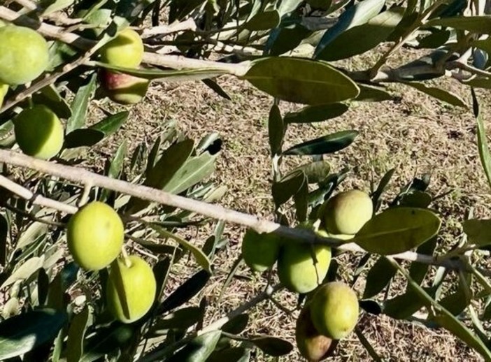Oliveti Giachino: l’eccellenza dell’olio tra le colline torinesi