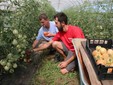 I fratelli Spada raccolgono pomodori