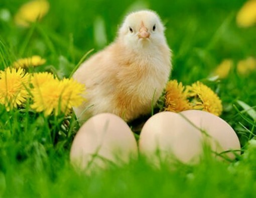 Azienda Agricola Gallo: se il segreto delle uova è tutto nella loro qualità