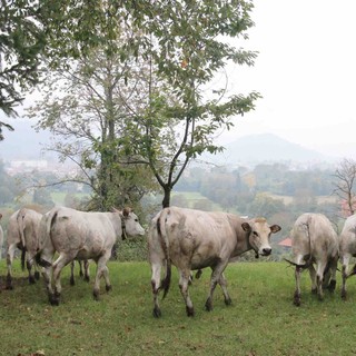 Immagine di repertorio Immagine di repertorio