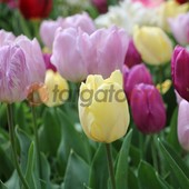 La fioritura di oltre centomila tulipani colora il parco del castello di Pralormo [FOTO]