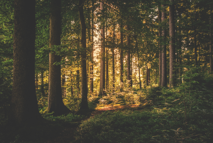 Essere bosco: a Cerretto Langhe una camminata alla scoperta della natura Essere bosco: a Cerretto Langhe una camminata alla scoperta della natura
