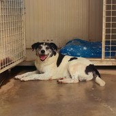 Cane anziano incastrato nella legnaia a Dogliani: l'appello del canile per ritrovare i padroni di "Eugenio" Cane anziano incastrato nella legnaia a Dogliani: l'appello del canile per ritrovare i padroni di "Eugenio"
