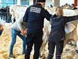 Il paese torna a essere capitale della zootecnia piemontese e custode di un’eredità che non smette di affascinare