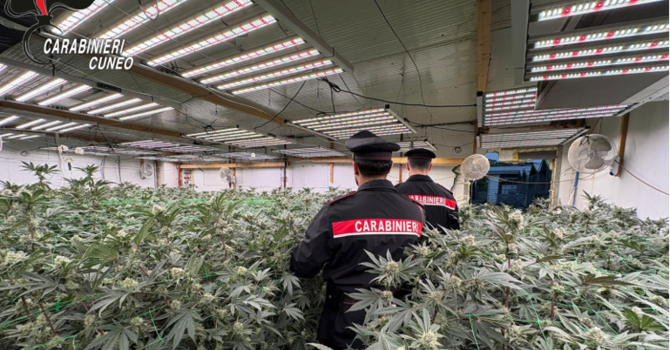 Maxi operazione antidroga "Oro verde" nel Cuneese e nel Torinese: otto arresti e sequestri per mezzo milione