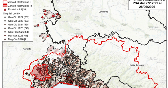 Peste Suina Africana: si allarga la mappa dei positivi in provincia di Cuneo. Cinque casi tra Arguello e Cerretto Langhe