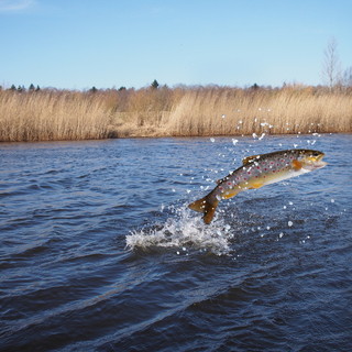 Cuneo, “I pesci d’acqua dolce”: il 14 maggio incontro del Fai