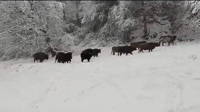 Le immagini dal video pubblicato ieri sulla pagina Instagram ufficiale del Parco Safari delle Langhe Le immagini dal video pubblicato ieri sulla pagina Instagram ufficiale del Parco Safari delle Langhe