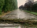 Negli scatti pubblicati da Marinella Sillano sulla sua pagina Facebook il pioppo cipressino caduto presso la zona artigianale di Montà, dove si sono verificati anche altri danni Negli scatti pubblicati da Marinella Sillano sulla sua pagina Facebook il pioppo cipressino caduto presso la zona artigianale di Montà, dove si sono verificati anche altri danni