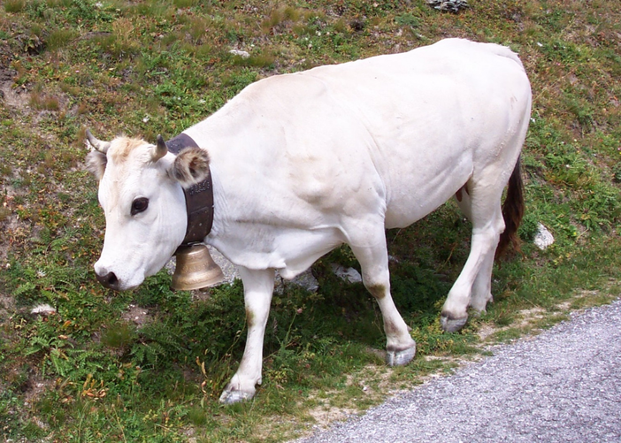 Bra sostiene la nascita del Distretto della "Carne bovina di razza piemontese"