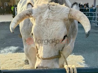 Il paese torna a essere capitale della zootecnia piemontese e custode di un’eredità che non smette di affascinare Il paese torna a essere capitale della zootecnia piemontese e custode di un’eredità che non smette di affascinare