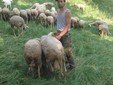 Nicolò raduna le pecore per il ritorno serale nella stalla