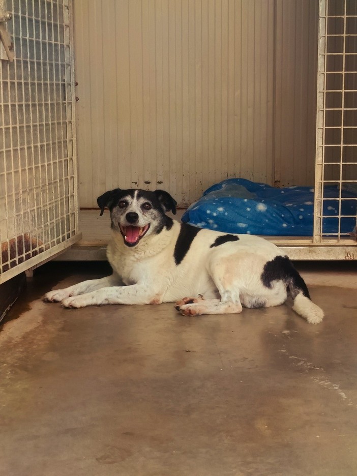 Cane anziano incastrato nella legnaia a Dogliani: l'appello del canile per ritrovare i padroni di "Eugenio" Cane anziano incastrato nella legnaia a Dogliani: l'appello del canile per ritrovare i padroni di "Eugenio"