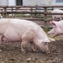 Fossano, il 29 aprile seminario sui nuovi standard del benessere animale