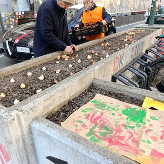 Messer Tulipano porta 3000 bulbi nelle città della Granda: Alba e Cuneo si preparano alla primavera Messer Tulipano porta 3000 bulbi nelle città della Granda: Alba e Cuneo si preparano alla primavera
