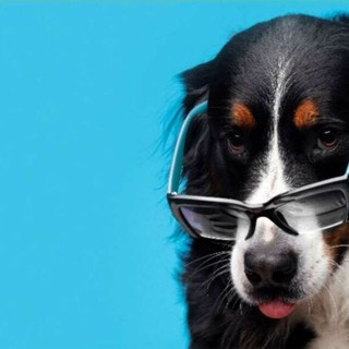 "Il Patentino", a Bra torna il corso gratuito per imparare a vivere con il proprio cane in modo responsabile