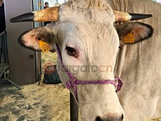 Il paese torna a essere capitale della zootecnia piemontese e custode di un’eredità che non smette di affascinare Il paese torna a essere capitale della zootecnia piemontese e custode di un’eredità che non smette di affascinare