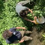 L’immissione della savetta in una delle risorgive del torrente Meletta