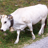 Bra sostiene la nascita del Distretto della "Carne bovina di razza piemontese" Bra sostiene la nascita del Distretto della "Carne bovina di razza piemontese"