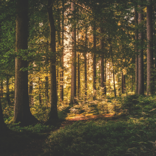 Boschi e vigneti delle Langhe: un seminario per il futuro sostenibile del territorio