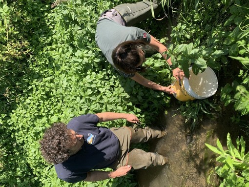 L’immissione della savetta in una delle risorgive del torrente Meletta L’immissione della savetta in una delle risorgive del torrente Meletta