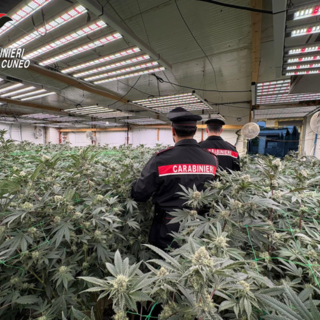 Maxi operazione antidroga "Oro verde" nel Cuneese e nel Torinese: otto arresti e sequestri per mezzo milione Maxi operazione antidroga "Oro verde" nel Cuneese e nel Torinese: otto arresti e sequestri per mezzo milione