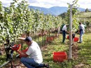 Vendemmia e raccolta con cooperative, Cia Cuneo: "Attenzione al documento obbligatorio sui rischi da interferenze tra attività" Vendemmia e raccolta con cooperative, Cia Cuneo: "Attenzione al documento obbligatorio sui rischi da interferenze tra attività"