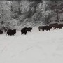 Le immagini dal video pubblicato ieri sulla pagina Instagram ufficiale del Parco Safari delle Langhe