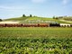 Treni storici, in autunno la linea Milano-Alba per la stagione del tartufo Treni storici, in autunno la linea Milano-Alba per la stagione del tartufo