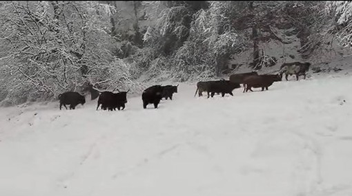 Le immagini dal video pubblicato ieri sulla pagina Instagram ufficiale del Parco Safari delle Langhe