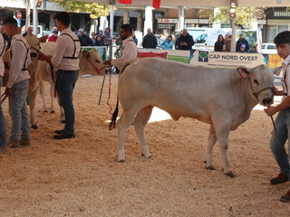 Inaugurazione mostra nazionale Bovina piemontese del 2025