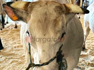 Il paese torna a essere capitale della zootecnia piemontese e custode di un’eredità che non smette di affascinare Il paese torna a essere capitale della zootecnia piemontese e custode di un’eredità che non smette di affascinare