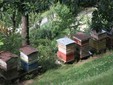 Alcune arnie per la produzione del miele