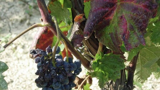 Flavescenza dorata e tignole della vite: a Dogliani si parla di monitoraggi e strategie di difesa per la vitivinicoltura del territorio