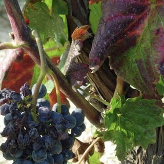 Flavescenza dorata e tignole della vite: a Dogliani si parla di monitoraggi e strategie di difesa per la vitivinicoltura del territorio Flavescenza dorata e tignole della vite: a Dogliani si parla di monitoraggi e strategie di difesa per la vitivinicoltura del territorio