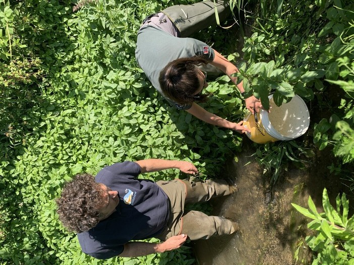 L’immissione della savetta in una delle risorgive del torrente Meletta L’immissione della savetta in una delle risorgive del torrente Meletta