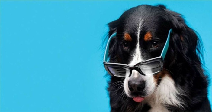 "Il Patentino", a Bra torna il corso gratuito per imparare a vivere con il proprio cane in modo responsabile "Il Patentino", a Bra torna il corso gratuito per imparare a vivere con il proprio cane in modo responsabile