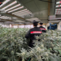Maxi operazione antidroga "Oro verde" nel Cuneese e nel Torinese: otto arresti e sequestri per mezzo milione Maxi operazione antidroga "Oro verde" nel Cuneese e nel Torinese: otto arresti e sequestri per mezzo milione