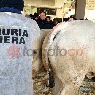 Il paese torna a essere capitale della zootecnia piemontese e custode di un’eredità che non smette di affascinare Il paese torna a essere capitale della zootecnia piemontese e custode di un’eredità che non smette di affascinare