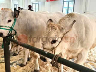 Il paese torna a essere capitale della zootecnia piemontese e custode di un’eredità che non smette di affascinare Il paese torna a essere capitale della zootecnia piemontese e custode di un’eredità che non smette di affascinare