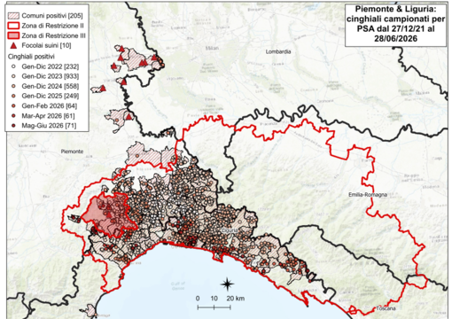 Peste Suina Africana: si allarga la mappa dei positivi in provincia di Cuneo. Cinque casi tra Arguello e Cerretto Langhe