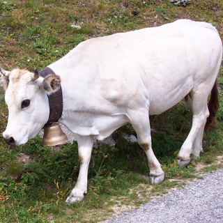 Bra sostiene la nascita del Distretto della "Carne bovina di razza piemontese"