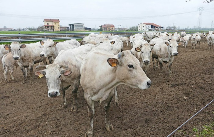 Un tipico allevamento di bovini di razza Piemontese in provincia di Cuneo Un tipico allevamento di bovini di razza Piemontese in provincia di Cuneo