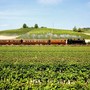 Treni storici, in autunno la linea Milano-Alba per la stagione del tartufo